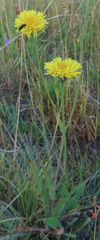 Microseris laciniata