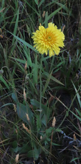 Microseris laciniata