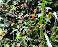 Pitcairnia dendroidea