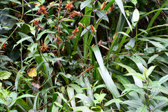 Pitcairnia dendroidea