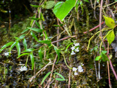 Epidendrum fimbriatum