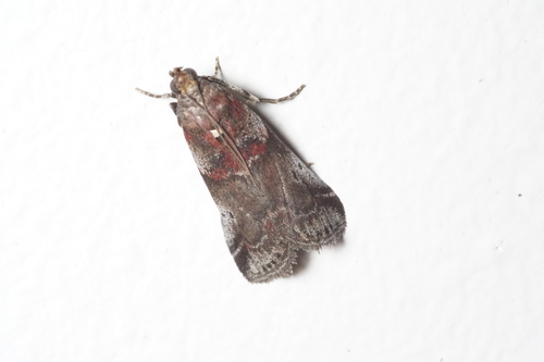 Acrobasis suavella
