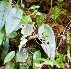 Pleurothallis truncata