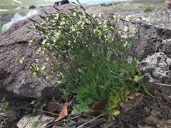 Draba lonchocarpa