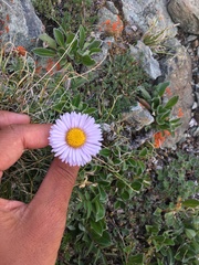 Erigeron porsildii
