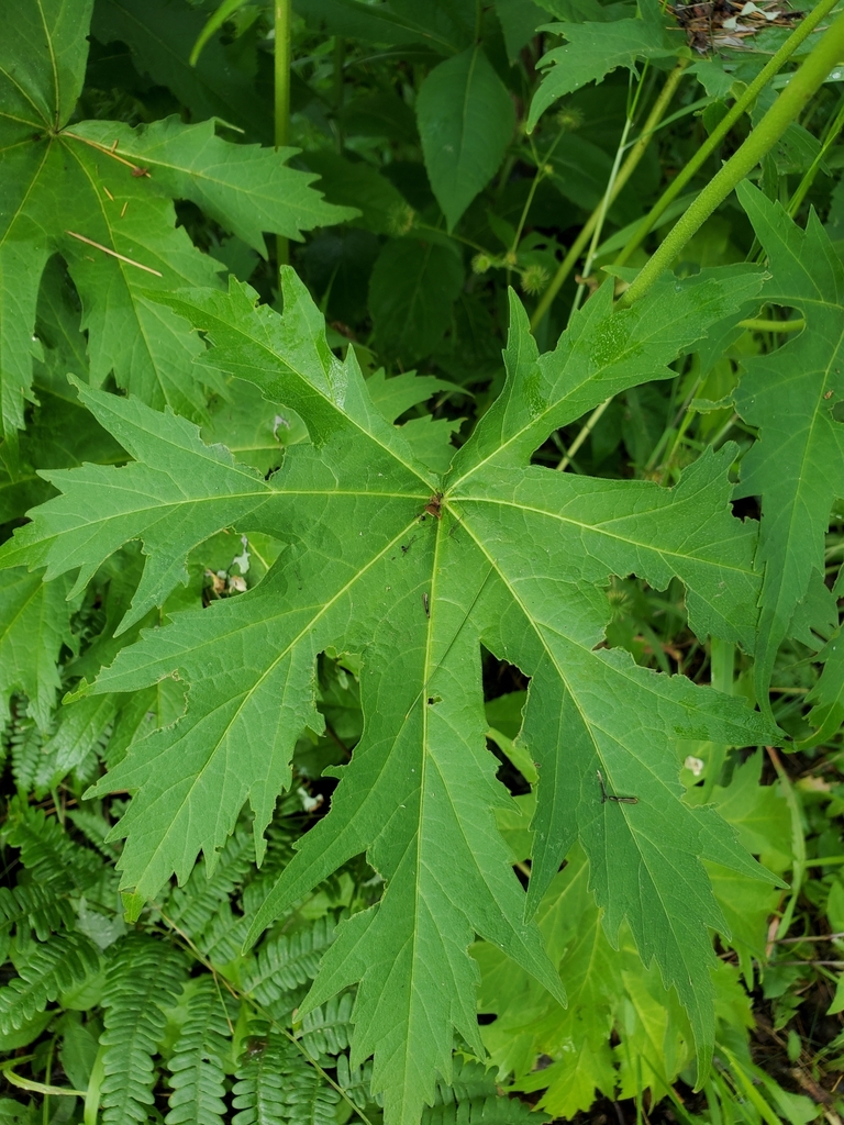 Glade Mallow from South Branch Township, MI, USA on June 27, 2021 at 09