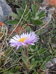 Erigeron porsildii