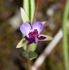 Collinsia sparsiflora collina
