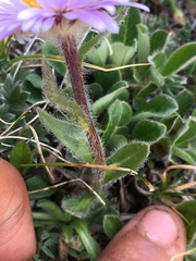 Erigeron porsildii
