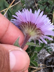 Erigeron porsildii