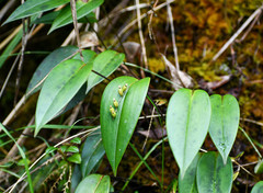 Pleurothallis truncata