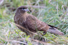 Daptrius chimango temucoensis