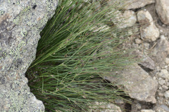 Oreojuncus trifidus