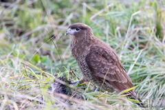 Daptrius chimango temucoensis