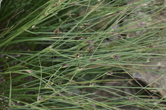 Oreojuncus trifidus