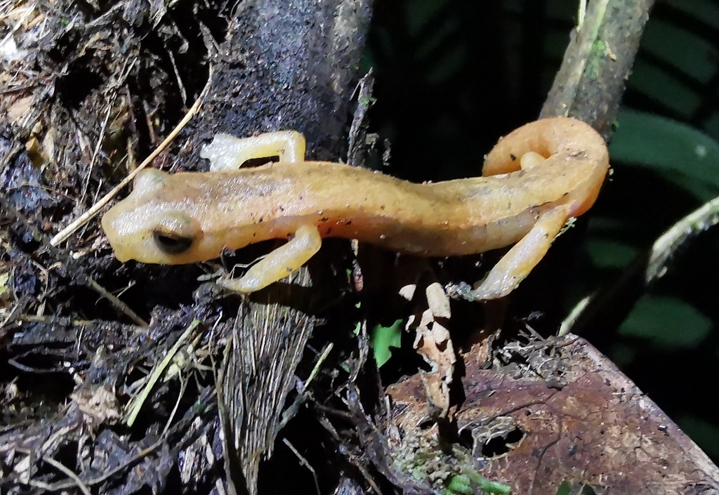 Bolitoglossa helmrichi (FILO CHORDATA CLASE ANFIBIOS (RANAS, SAPOS Y