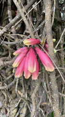 Tecomanthe dendrophila