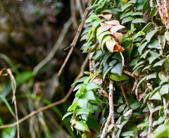 Sphyrospermum sodiroi