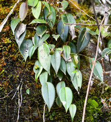 Pleurothallis truncata