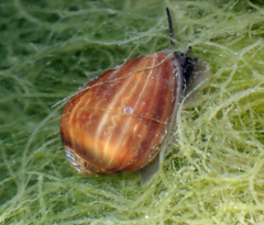 Melampus olivaceus