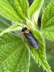 Monophadnus nigriceps