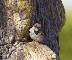 Passer domesticus