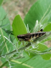 Melanoplus viridipes