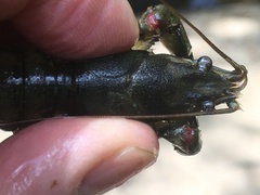 Faxonius virginiensis