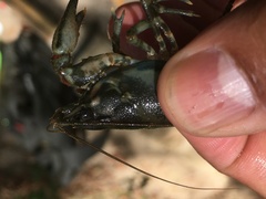 Faxonius virginiensis