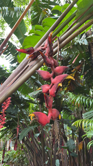 Heliconia curtispatha