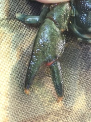 Faxonius virginiensis