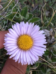 Erigeron porsildii