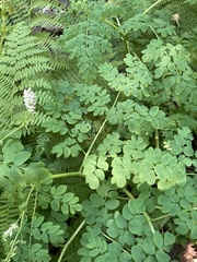 Corydalis caseana hastata