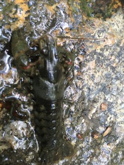 Faxonius virginiensis