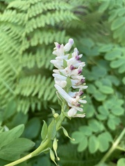 Corydalis caseana hastata
