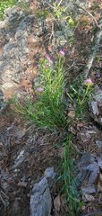 Liatris compacta