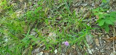 Liatris compacta