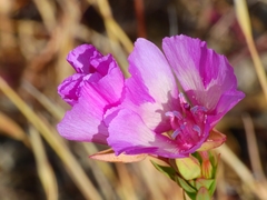 Clarkia imbricata