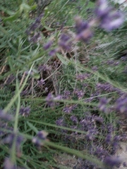 Lavandula angustifolia