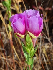 Clarkia imbricata