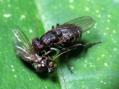 Ochthera tuberculata