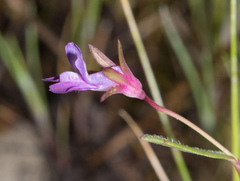 Collinsia sparsiflora collina