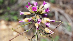 Boechera californica