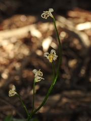Erythronium pluriflorum