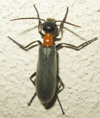 Lydomorphus