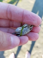 Hemigrapsus oregonensis