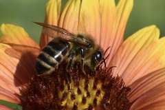 Apis mellifera image