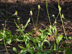 Erythronium pluriflorum