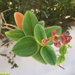 photo of Glory Bush (Pleroma urvilleanum)