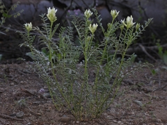 Astragalus bolanderi